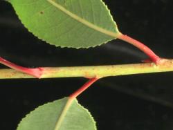 Salix gooddingii. Glabrous stem and leaf petioles.
 Image: D. Glenny © Landcare Research 2020 CC BY 4.0